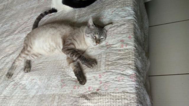 Gato macho balinês 11 meses castrado adoção São Paulo e região
