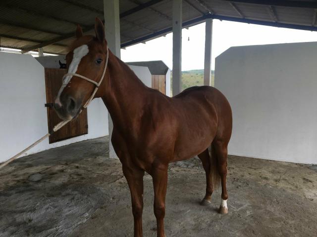 Potro quarto de milha