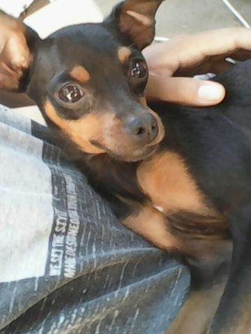 Procuro fêmea de Pinscher pra cruzar