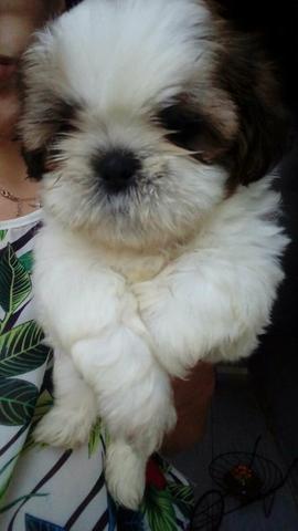 Shih Tzu