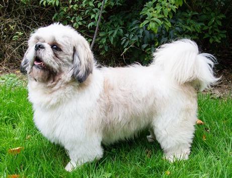 Shih Tzu (Macho adulto vendo/Troco)