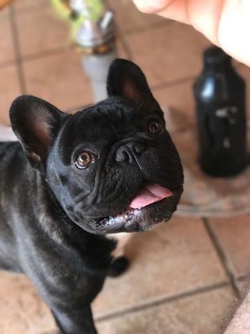 Buldog Francês CRUZA