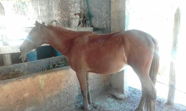 Cavalo alazao manso