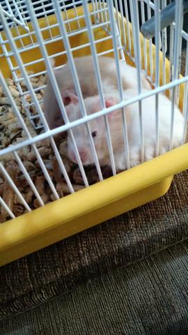 Doação de hamsters