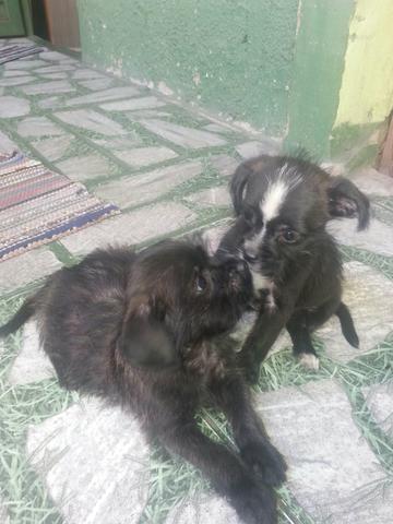 Muito fofos pincher com poodle toy