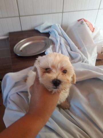 Procura-se um lar sou dócil