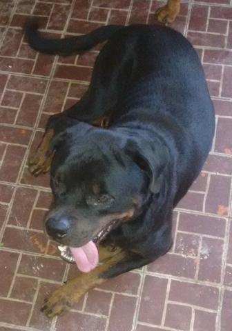 Rottweiler para cruza