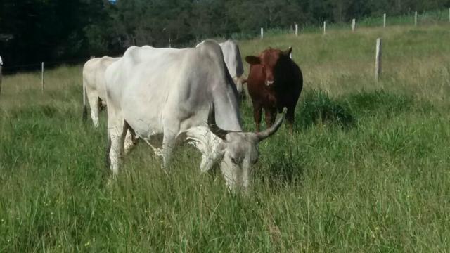 Vacas Índio Brasil