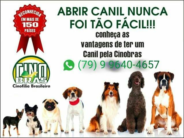 Venha fazer parte dessa familia quer tanto crese no brasil cinobras seu dog em boas mãos