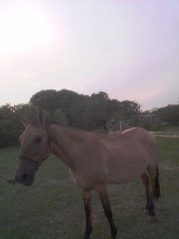 Égua muito mansa para criança muito linda