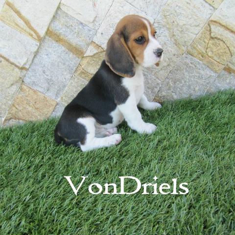 Beagle fêmeas padrão excelente tricolor e bicolor