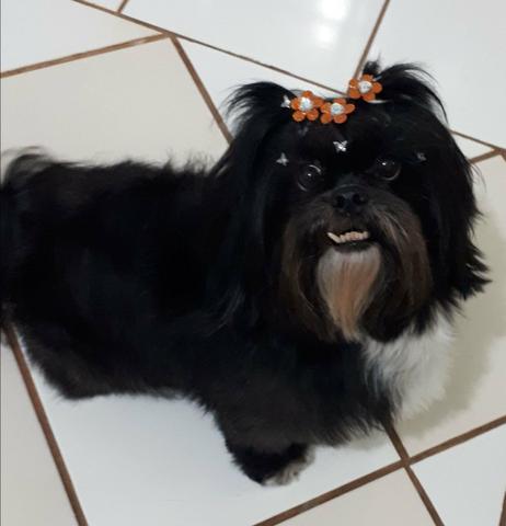 Cachorra desaparecida!