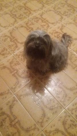 Cachorro Lhasa R$400