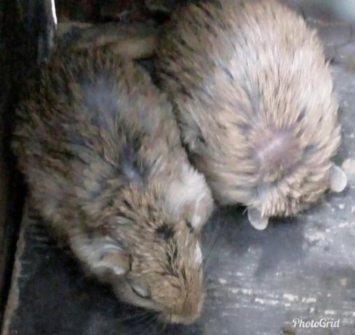 Casal de Esquilos da mongolia