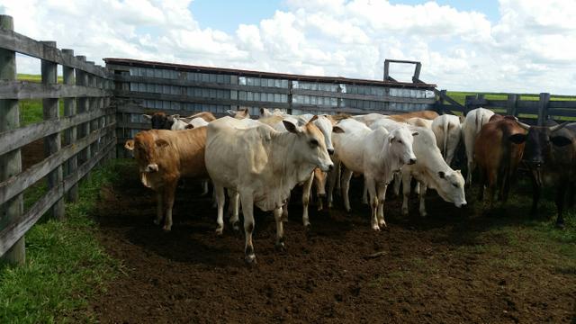 Novilhas cruzamento Industrial