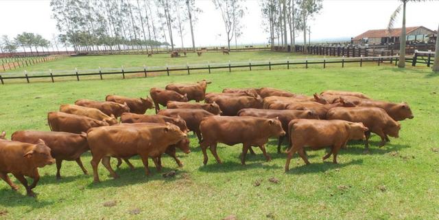 Pacote com 15 fêmeas Senepol PO elite idade de 15 meses