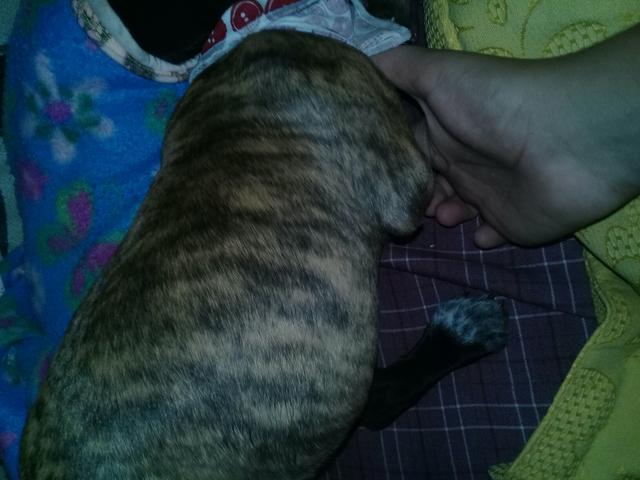 Vendo American Bully