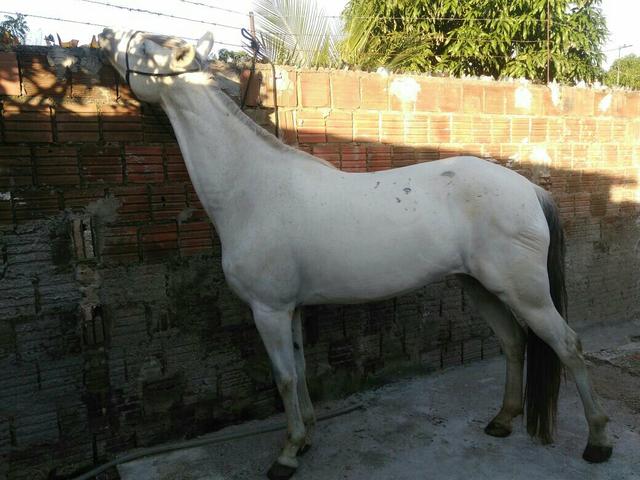 Vendo égua machadeira