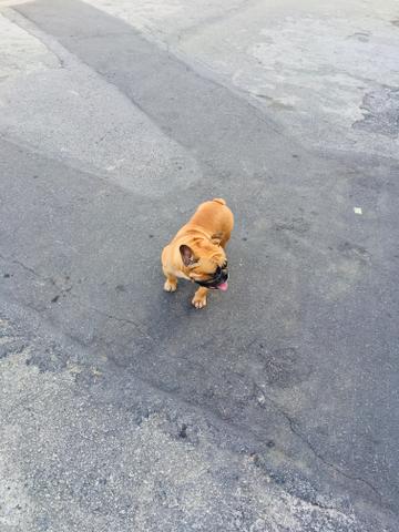 Buldogue francês padreador p/ cruza