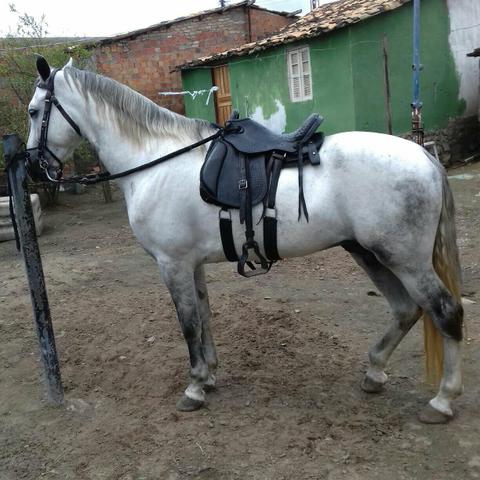 Cavalo nome charmoso