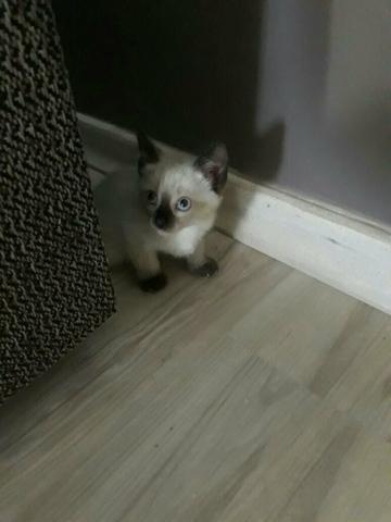 Doa-se linda gatinha