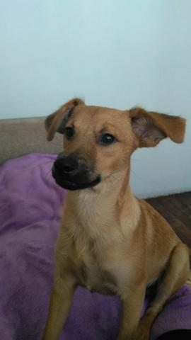 Doa-se lindo cãozinho Theo - alegre e feliz - 4 meses - Colegio Batista - BH