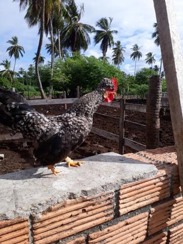 Galinhas nanicas originais.chama no zap 
