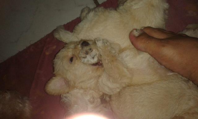 Poldle Toy macho número 1