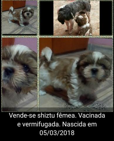 Vende-se shiztu fêmea