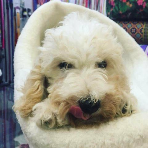 Vendo poodle toy R$650