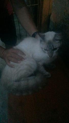 Vendo um gato angorá macho!