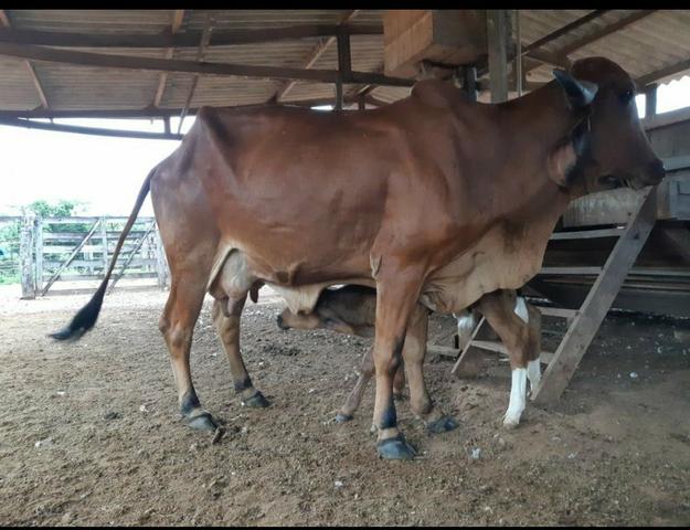 Vendo vaca gir (PO) de 4 cria com bezerro ao pé