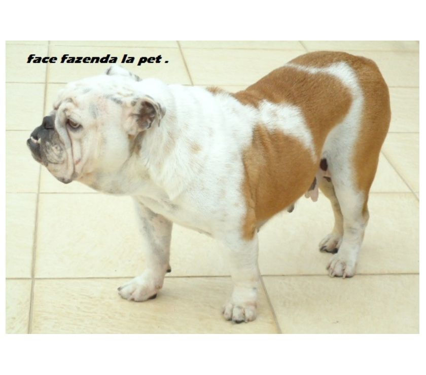 bulldog ingles plantel disponivel canil farm la pet !