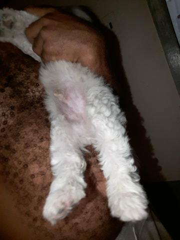 1.Poodle(vendo,troco, oferta)