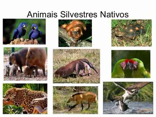 Apostila Criação Animais Silvestres Exoticos Norma Ibama
