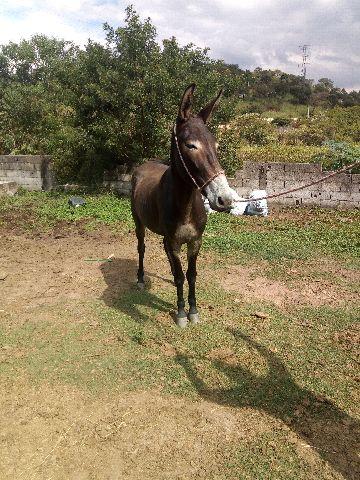 Burro lindo e manso