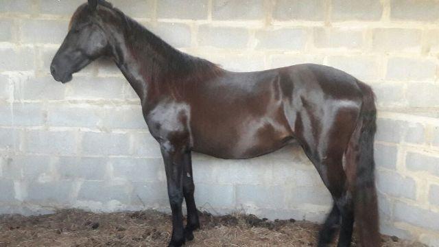 Cavalo Preto Mangalarga Marchador