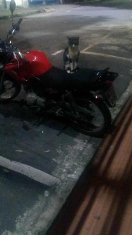 Doação gato motoqueiro