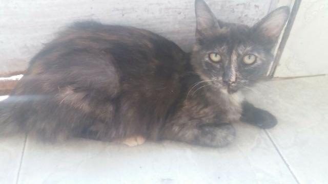 Gatinhos para adoção