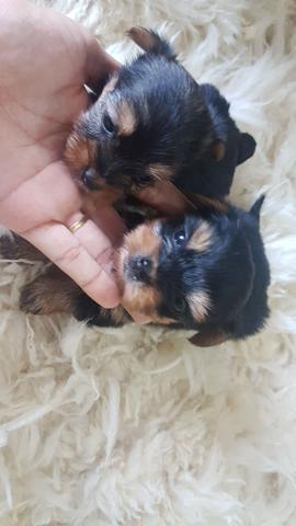 Linda femea ultima mini