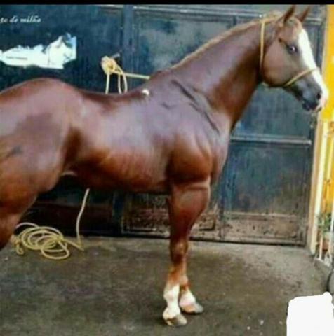 Paint Horse Registrado