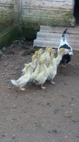 Pata mais 12 patinhos