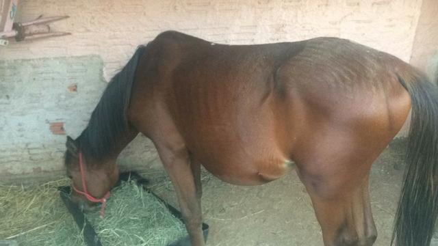 Potro Iniciado na Doma $