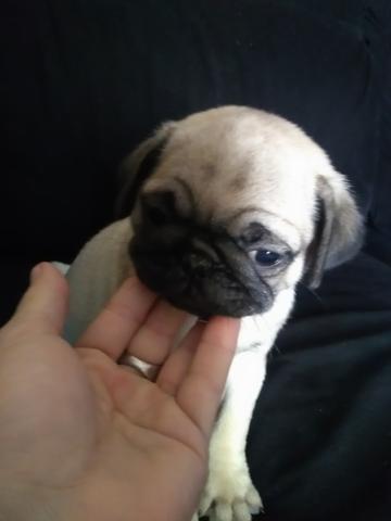 Pug fêmea miniatura