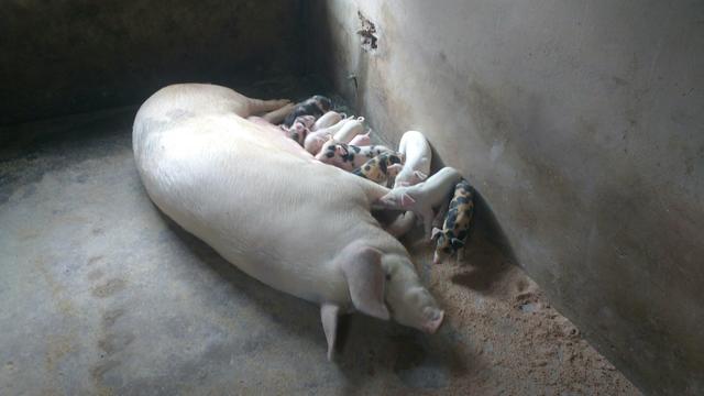 Vende-se porcos suíno preço variável, todos vacinado.