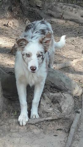 Border Collie Fêmea Red Merle 5 Meses