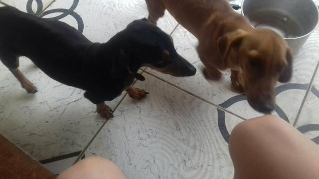 Doação colfap fêmea