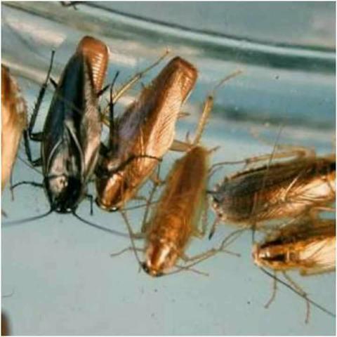 Livre se das baratas