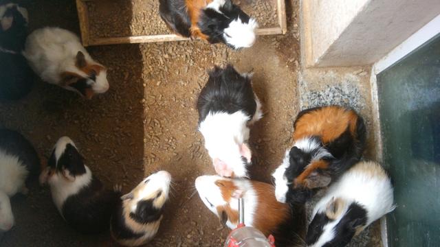 Porcos da Índia somente machos 15 cada um