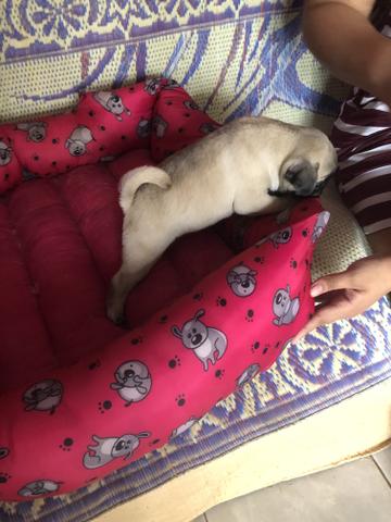 Pug Femea linda!